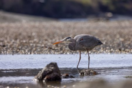 Photo for Heron standing in water fishing for food. Pipers Lagoon Park, Nanaimo, Vancouver Island, British Columbia, Canada. - Royalty Free Image