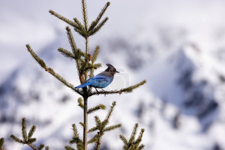 Téléchargez les photos : Geai bleu oiseau assis sur une branche d'arbre avec des montagnes de neige en arrière-plan. Squamish, Colombie-Britannique, Canada. - en image libre de droit