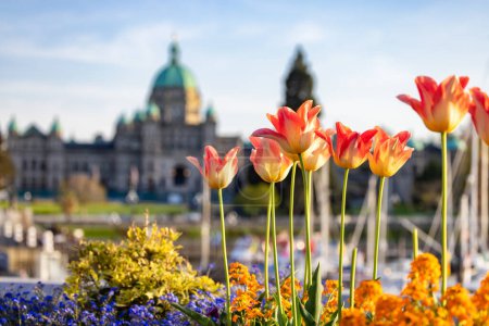 Téléchargez les photos : Assemblée législative de la Colombie-Britannique dans la capitale pendant une journée ensoleillée. Downtown Victoria, Vancouver Island, BC, Canada. Coucher de soleil - en image libre de droit