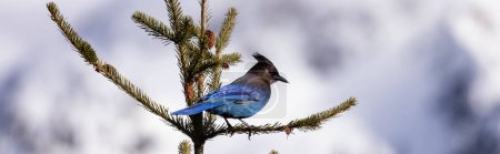 Photo for Blue jay Bird sitting on a tree branch with snow mountains in background. Squamish, British Columbia, Canada. - Royalty Free Image