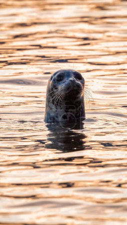Téléchargez les photos : Seal sortant sa tête de l'eau pour regarder. Océan Pacifique sur la côte ouest. Vancouver, Colombie-Britannique, Canada. - en image libre de droit