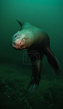 Téléchargez les photos : Lion de mer nageant sous l'eau dans l'océan Pacifique sur la côte ouest. Hornby Island, Colombie-Britannique, Canada. - en image libre de droit