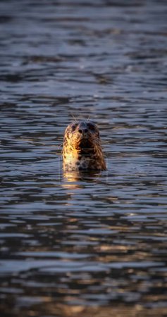 Téléchargez les photos : Seal sortant sa tête de l'eau pour regarder. Océan Pacifique sur la côte ouest. Vancouver, Colombie-Britannique, Canada. - en image libre de droit