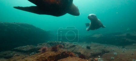 Foto de León marino nadando bajo el agua en el Océano Pacífico en la costa oeste. Hornby Island, Columbia Británica, Canadá. - Imagen libre de derechos