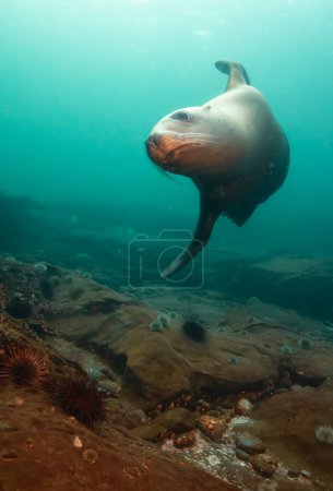 Foto de León marino nadando bajo el agua en el Océano Pacífico en la costa oeste. Hornby Island, Columbia Británica, Canadá. - Imagen libre de derechos