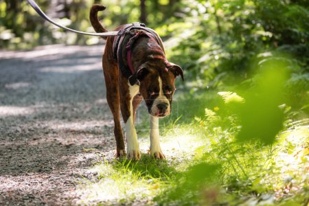 Téléchargez les photos : Boxer Dog Promenade sur le sentier de randonnée dans le parc du quartier. Porté à Surrey, Grand Vancouver, Colombie-Britannique, Canada. - en image libre de droit