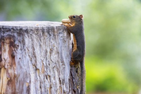 Téléchargez les photos : Petit écureuil avec arachide sur un arbre. Zoom avant. Vancouver, BC, Canada. - en image libre de droit