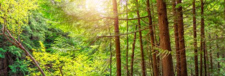 Foto de Árboles verdes vibrantes en la selva tropical canadiense. Columbia Británica, Canadá. Naturaleza Antecedentes - Imagen libre de derechos