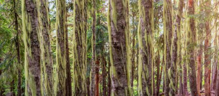 Foto de Árboles verdes con musgo en el bosque natural canadiense. Columbia Británica, Canadá. Panorama de fondo - Imagen libre de derechos