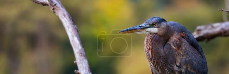 Photo for Heron hunting for fish to eat in Stanley Park, Downtown Vancouver, British Columbia, Canada. Sunset. Zoom. - Royalty Free Image