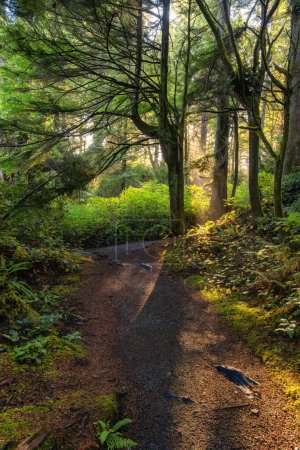 Téléchargez les photos : Vibrant Green Trees in the Rainforest on the Pacific West Coast. Saison d'automne ensoleillée. Île de Vancouver, Colombie-Britannique, Canada. - en image libre de droit