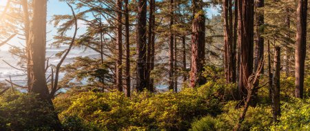 Téléchargez les photos : Vibrant Green Trees in the Rainforest on the Pacific West Coast. Saison d'automne ensoleillée. Île de Vancouver, Colombie-Britannique, Canada. - en image libre de droit