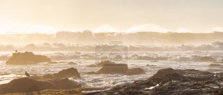 Téléchargez les photos : Rocky Shore sur la côte de l'océan Pacifique. Coucher de soleil ensoleillé. Botanical Beach, Port Renfrew, île de Vancouver, C.-B., Canada. Nature Contexte - en image libre de droit