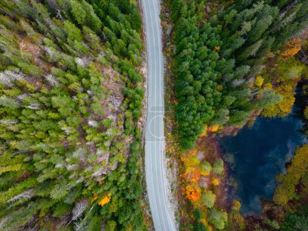 Téléchargez les photos : Scenic Highway by Trees in Mountain. Île de Vancouver, Colombie-Britannique, Canada. - en image libre de droit