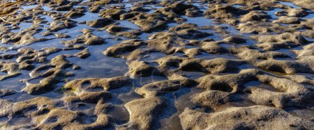 Téléchargez les photos : Rocky Shore sur la côte de l'océan Pacifique. Coucher de soleil ensoleillé. Botanical Beach, Port Renfrew, île de Vancouver, C.-B., Canada. Nature Contexte - en image libre de droit