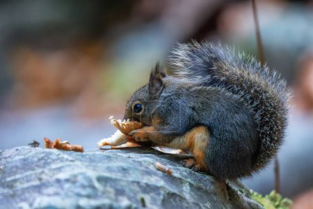 Téléchargez les photos : Écureuil mangeant un champignon dans la nature canadienne. Squamish, Colombie-Britannique, Canada. Zoom - en image libre de droit