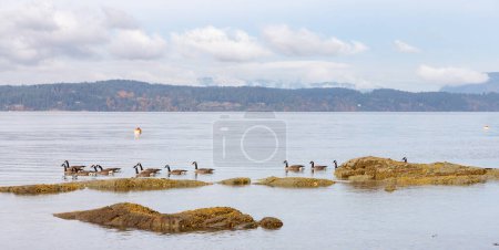 Téléchargez les photos : Troupeau d'oies près de la côte rocheuse de l'île de Vancouver, Colombie-Britannique, Canada. - en image libre de droit