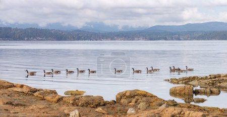 Photo for Herd of Geese by the Rocky shore in Vancouver Island, British Columbia, Canada. - Royalty Free Image