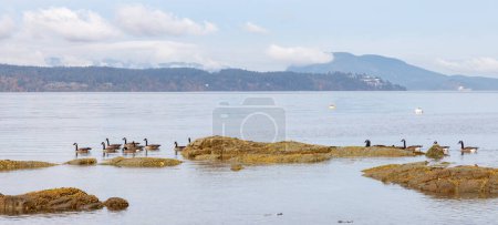 Téléchargez les photos : Troupeau d'oies près de la côte rocheuse de l'île de Vancouver, Colombie-Britannique, Canada. - en image libre de droit
