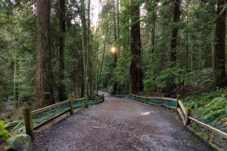 Weg in einem Wald mit grünen Bäumen. Sonniger Sonnenuntergang. Leuchtturmpark, West Vancouver, BC, Kanada.