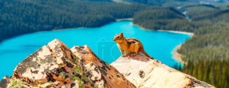 Téléchargez les photos : Chipmunk sur un rocher avec les Rocheuses canadiennes en arrière-plan. Lac Peyto, parc national Banff, Alberta, Canada. - en image libre de droit