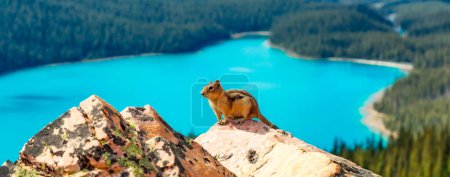 Téléchargez les photos : Chipmunk sur un rocher avec les Rocheuses canadiennes en arrière-plan. Lac Peyto, parc national Banff, Alberta, Canada. - en image libre de droit