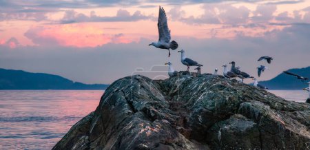 Téléchargez les photos : Oiseaux sur une île rocheuse du détroit de Howe. Coucher de soleil nuageux. Côte Ouest Océan Pacifique. BC, Canada. - en image libre de droit