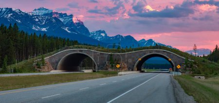 Téléchargez les photos : Pont pour animaux traversant la Transcanadienne dans le parc national Banff, Alberta, Canada. Sunrise Sky. Panorama - en image libre de droit