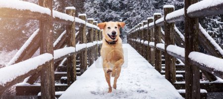 Photo for Golden Retriever running outside in the snow. Brohm Lake, near Squamish and Whistler, North of Vancouver, BC, Canada. - Royalty Free Image