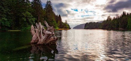 Photo for Canadian Nature Landscape on the West Coast of Pacific Ocean. Background Panorama. San Josef Bay, Vancouver Island, BC, Canada. - Royalty Free Image