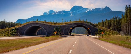 Foto de Puente de cruce de animales a través de la autopista Trans-Canada en el Parque Nacional Banff, Alberta, Canadá. Panorama - Imagen libre de derechos