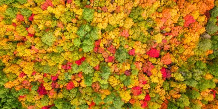 Foto de Árboles coloridos en el bosque. Rojo, amarillo, naranja y verde. Follaje de temporada de otoño. Antecedentes de naturaleza aérea. Quebec, Canadá - Imagen libre de derechos