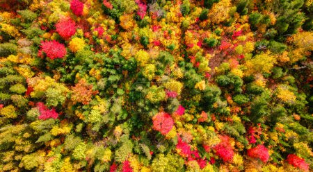 Photo for Colorful Trees in Forest. Red, yellow, orange and green. Fall Season Foliage. Aerial Nature Background. Quebec, Canada - Royalty Free Image