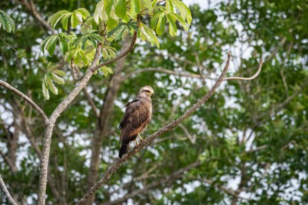 Foto de Hermosa vista al halcón tropical marrón en el Pantanal Brasileño, Mato Grosso do Sul, Brasil - Imagen libre de derechos