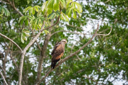 Foto de Hermosa vista al halcón tropical marrón en el Pantanal Brasileño, Mato Grosso do Sul, Brasil - Imagen libre de derechos