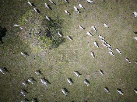 Photo for Beautiful aerial top down view to green fields and livestock in Pantanal area, Mato Grosso do Sul, Brazil - Royalty Free Image