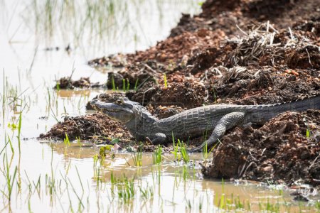 Foto de Hermosa vista al caimán cerca del lago en la zona verde en el Pantanal, Mato Grosso do Sul, Brasil - Imagen libre de derechos