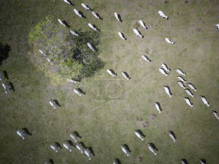 Téléchargez les photos : Belle vue aérienne du haut vers le bas sur les champs verts et le bétail dans la région du Pantanal, Mato Grosso do Sul, Brésil - en image libre de droit