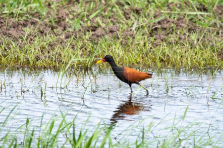 Foto de Hermosa vista a las pequeñas aves acuáticas tropicales en el Pantanal Brasileño, Mato Grosso do Sul, Brasil - Imagen libre de derechos