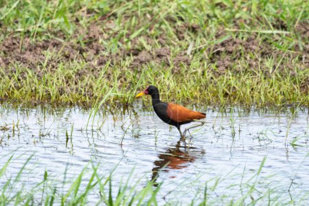 Téléchargez les photos : Belle vue sur un petit oiseau d'eau tropicale dans le Pantanal brésilien, Mato Grosso do Sul, Brésil - en image libre de droit