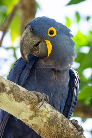 Photo for Beautiful view to blue macaw on green tree branch in the Pantanal, Mato Grosso do Sul, Brazil - Royalty Free Image