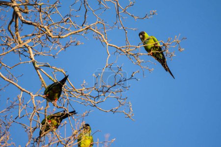 Foto de Hermosa vista a las aves de periquito verde en el Pantanal Brasileño, Mato Grosso do Sul, Brasil - Imagen libre de derechos