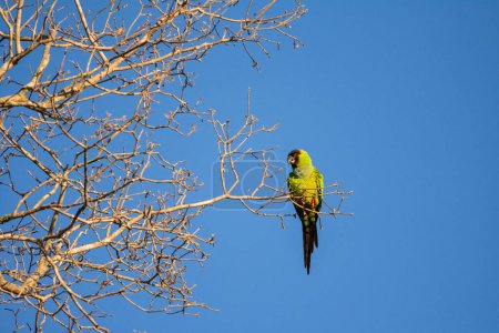 Téléchargez les photos : Belle vue sur l'oiseau vert perruche dans le Pantanal brésilien, Mato Grosso do Sul, Brésil - en image libre de droit