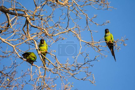 Téléchargez les photos : Belle vue sur les oiseaux perruches verts dans le Pantanal brésilien, Mato Grosso do Sul, Brésil - en image libre de droit