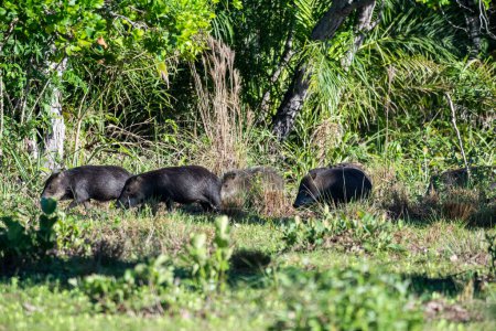 Schöne Aussicht auf eine Pekarygruppe im brasilianischen Pantanal, Mato Grosso do Sul, Brasilien
