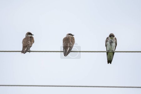 Téléchargez les photos : Belle vue pour avaler des oiseaux sur une ligne électrique électrique dans le Pantanal brésilien, Mato Grosso do Sul, Brésil - en image libre de droit