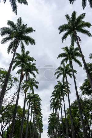 Foto de Hermosa vista a la línea de palmeras imperiales verdes en la plaza pública en Belo Horizonte, Minas Gerais, Brasil - Imagen libre de derechos