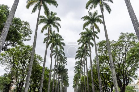 Foto de Hermosa vista a la línea de palmeras imperiales verdes en la plaza pública en Belo Horizonte, Minas Gerais, Brasil - Imagen libre de derechos