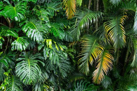 Foto de Hermosas plantas de jardín verde detalle en el jardín de la selva tropical, Instituto Moreira Salles, Río de Janeiro, Brasil - Imagen libre de derechos