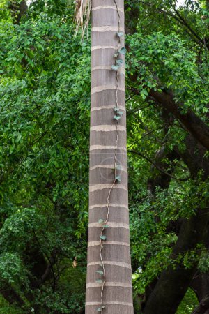 Foto de Beautiful view to creeper on palm tree trunk in green urban park in Belo Horizonte, Minas Gerais, Brazil - Imagen libre de derechos